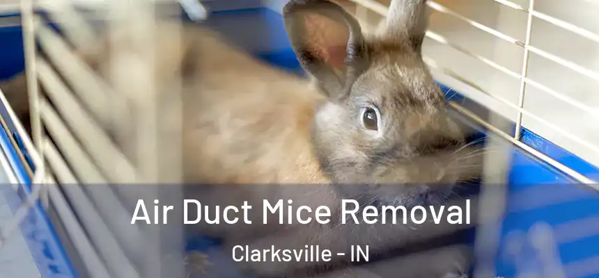 Air Duct Mice Removal Clarksville - IN